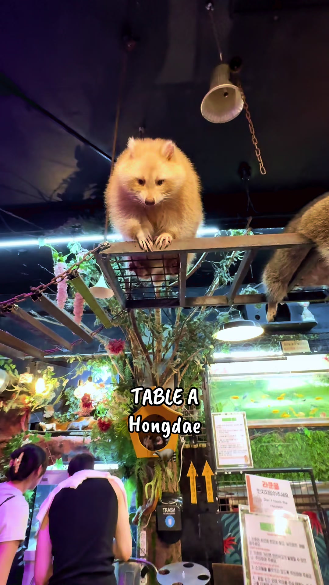 Table A: Seoul's Raccoon Cafe