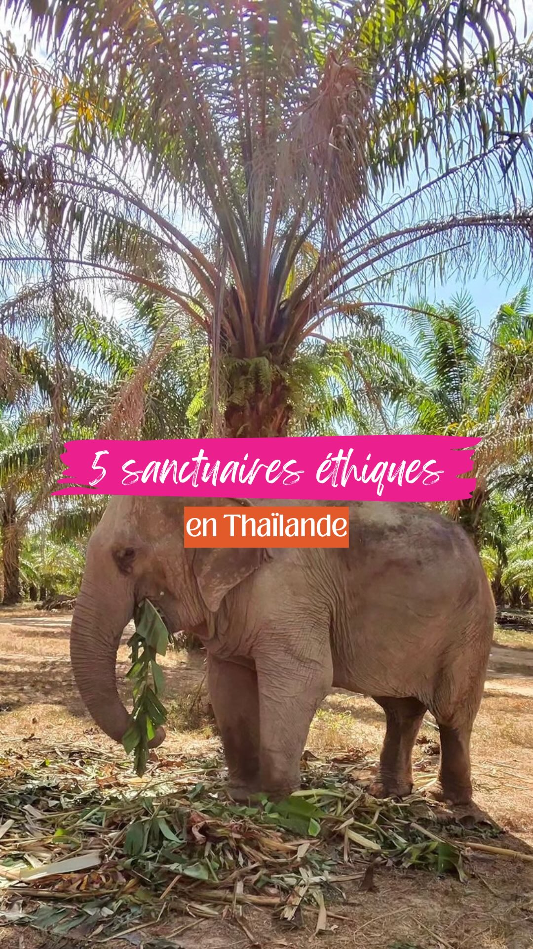 Ethical Elephant Sanctuaries For Responsible Thailand Travel