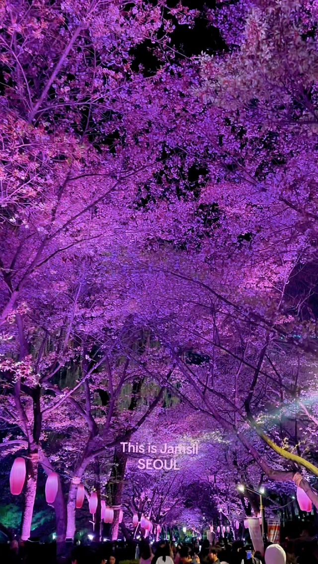 Seoul's Seokchon Lake Cherry Blossom Beauty