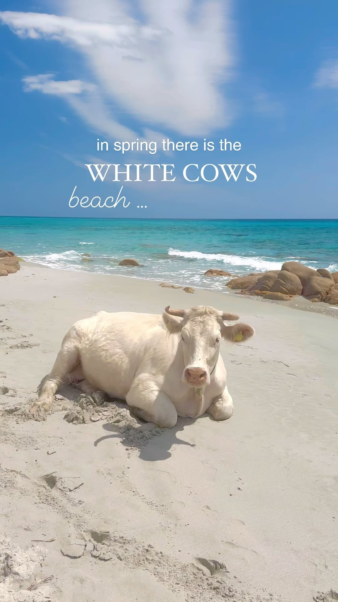 Sardinian Beach Welcomes Annual Cow Migration