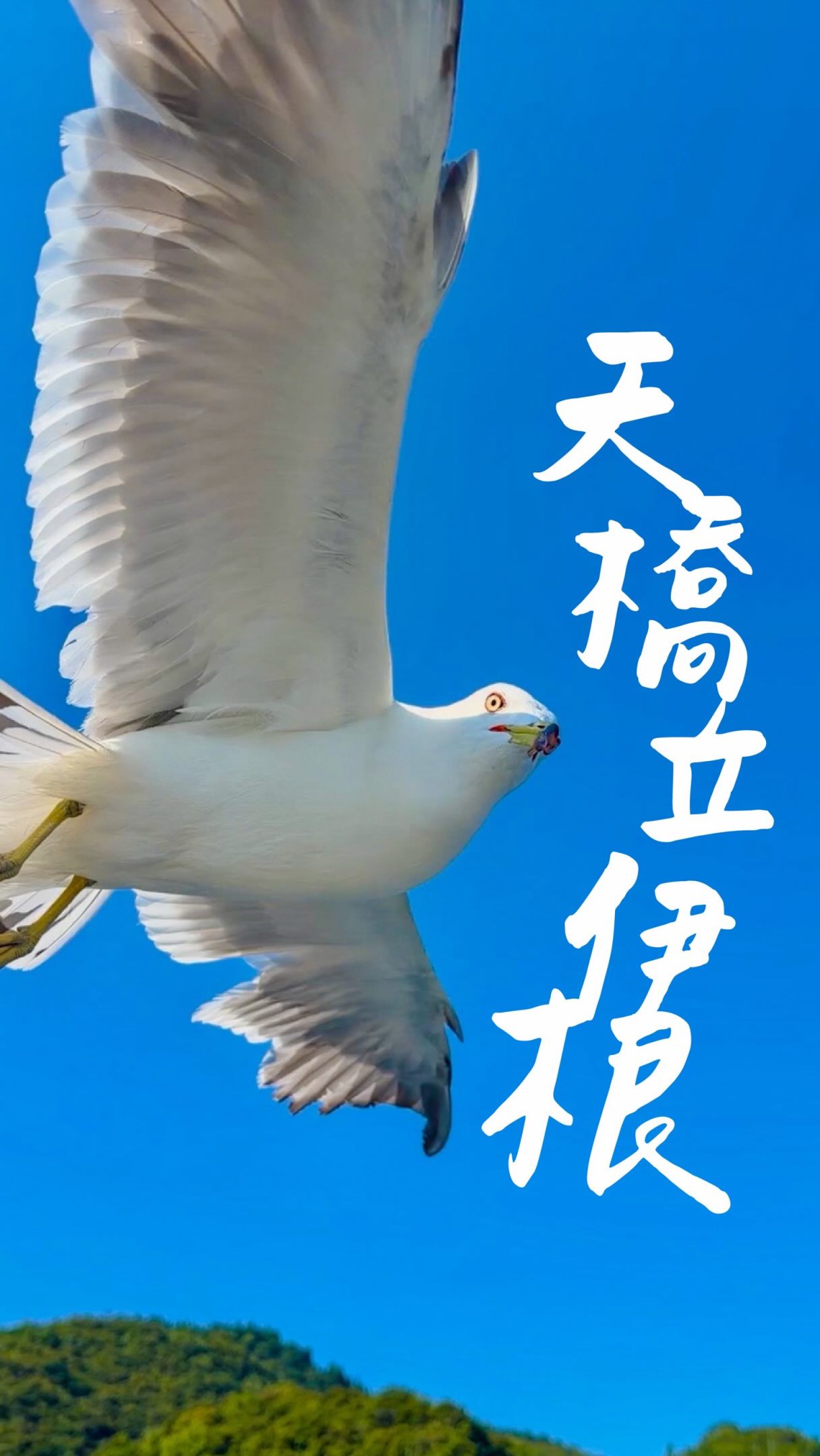 Day Trip To Amanohashidate And Ine