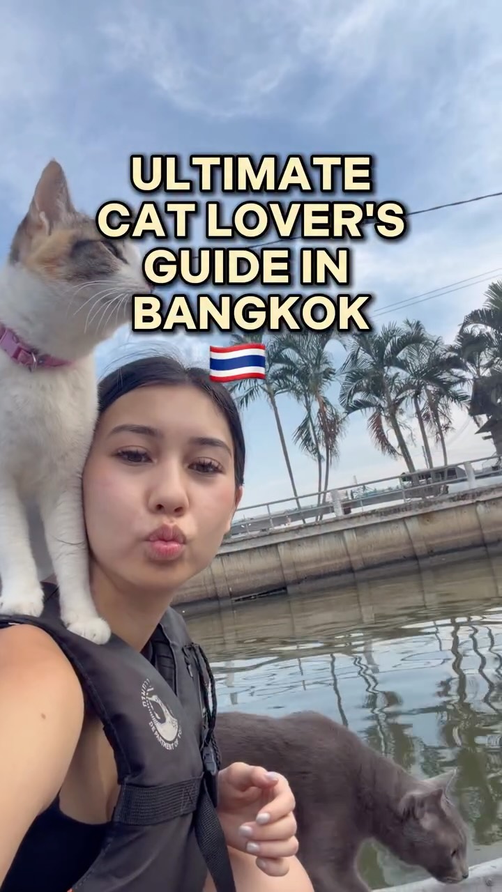 Bangkok's Cat Cafes And Feline-Friendly Spots