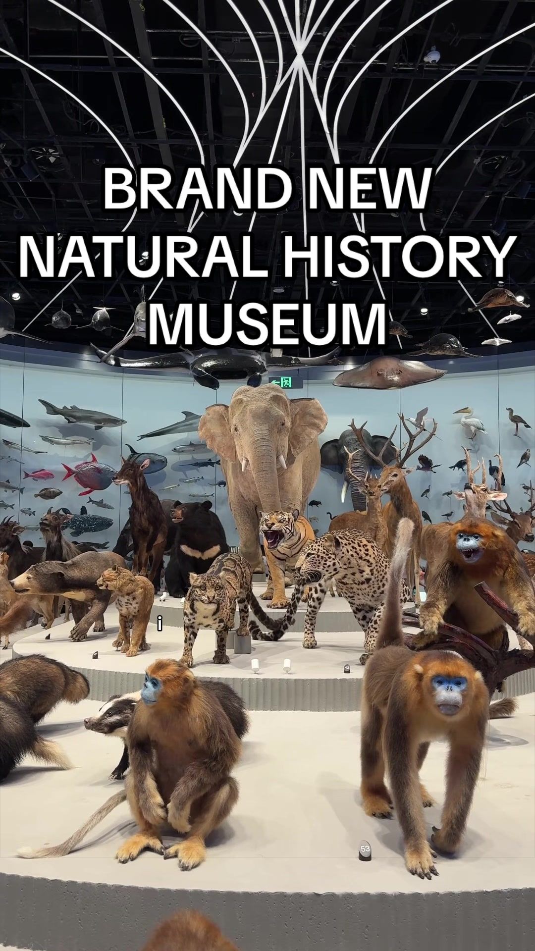 Shenzhen Museum: A Premier Natural History Destination