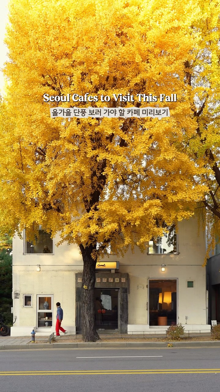Seoul Cafes Perfect For Autumn Views