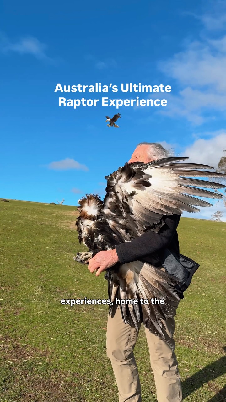 Tasmanian Raptor Refuge Offers Unique Bird Encounters