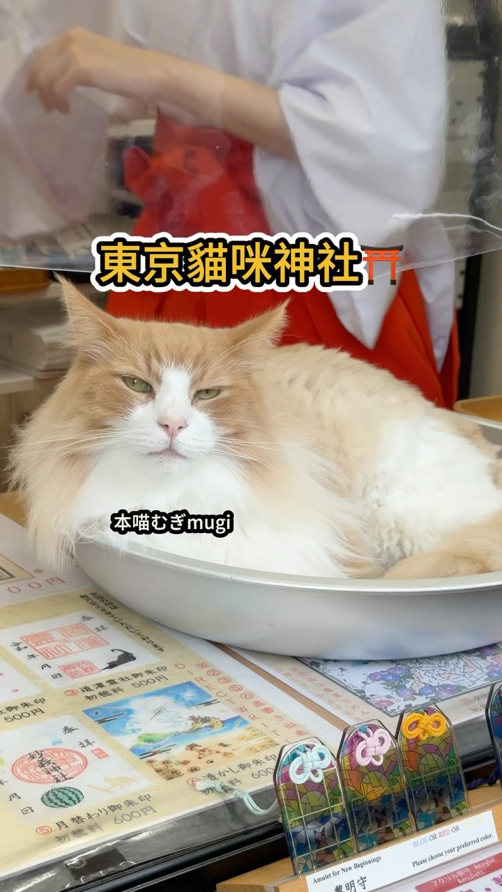 Cat Shrine Dedicated to Feline Well-Being