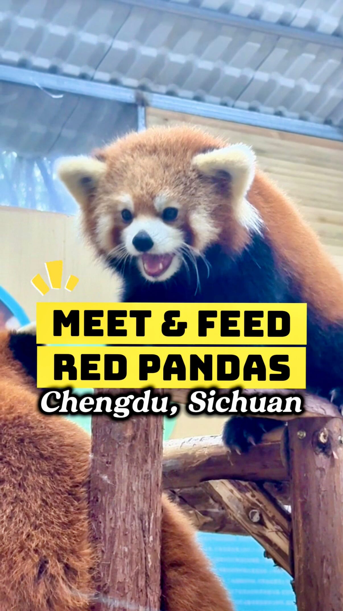 Interactive Red Panda Feeding and Family Fun in Chengdu