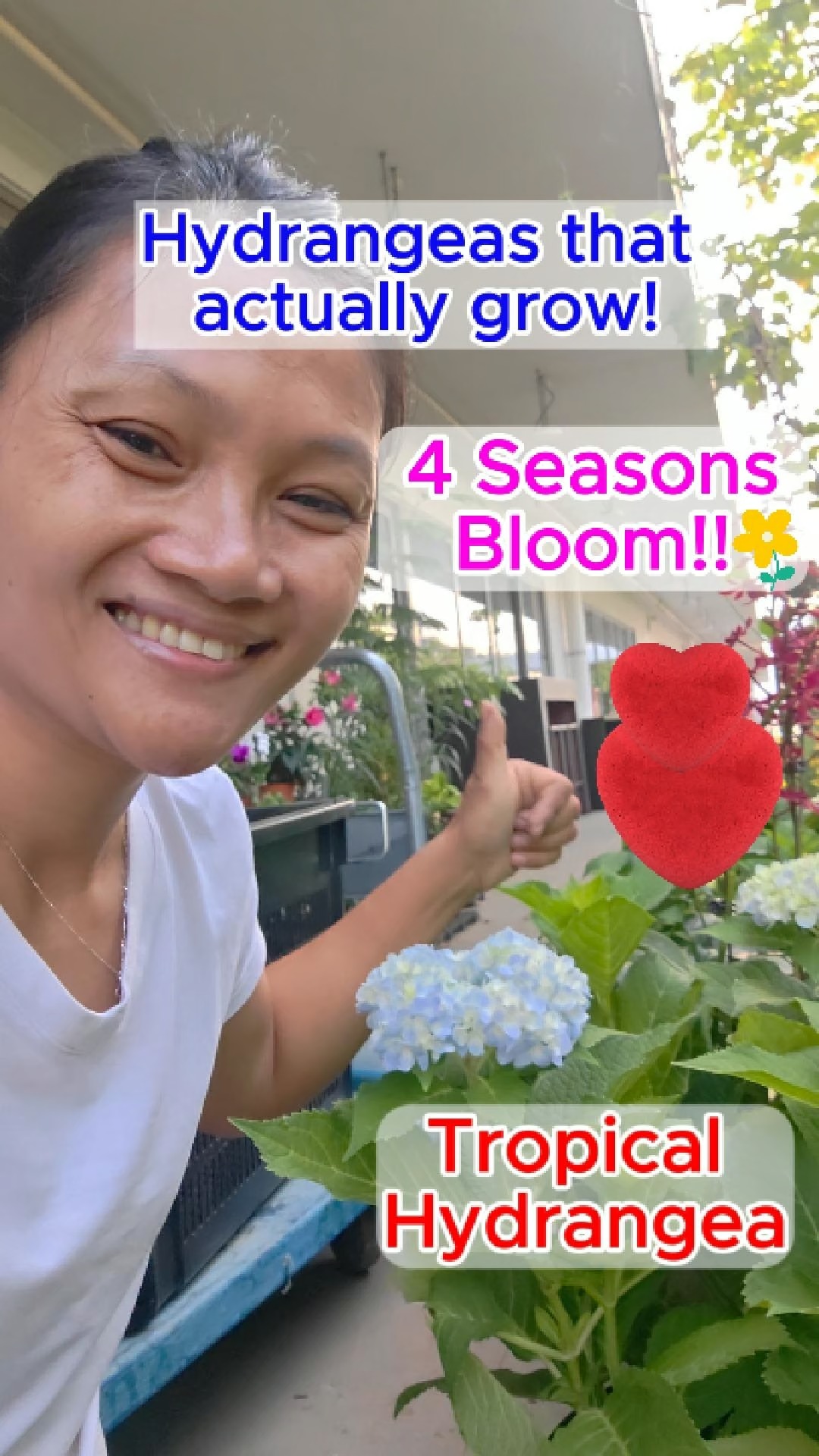 Tropical Hydrangeas Bloom in Singapore's Gardens