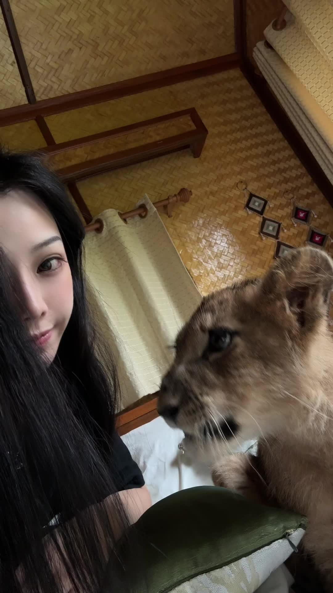 Lion-Themed Resort Offers Animal Encounters