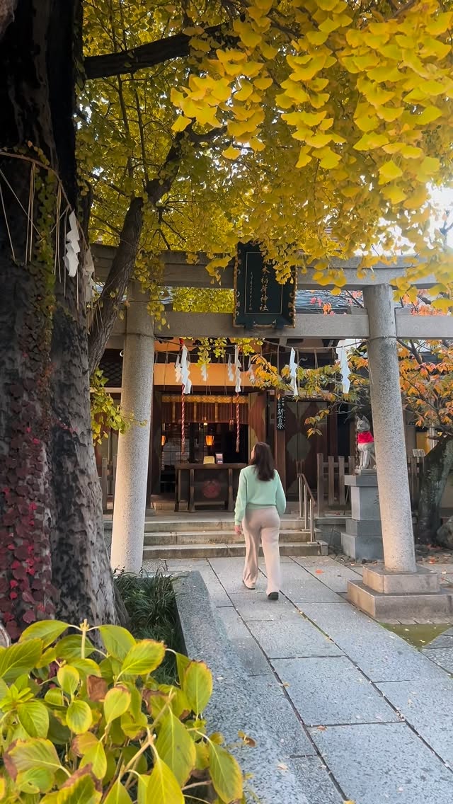 Tobiki Inari Shrine's Golden Ginkgo Display