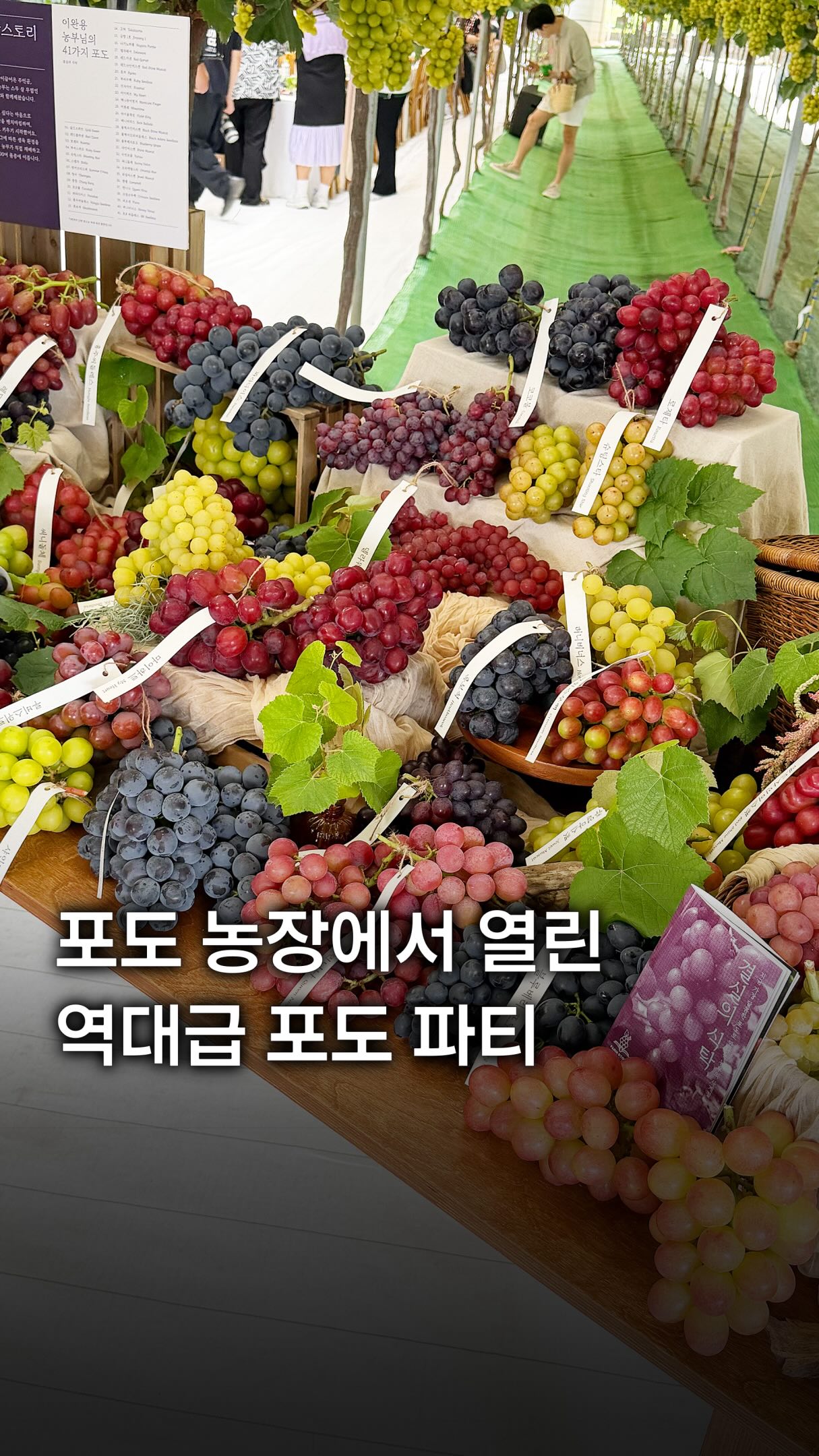 Songsan Grape Farm Offers Sweet Wine and Dessert Experiences