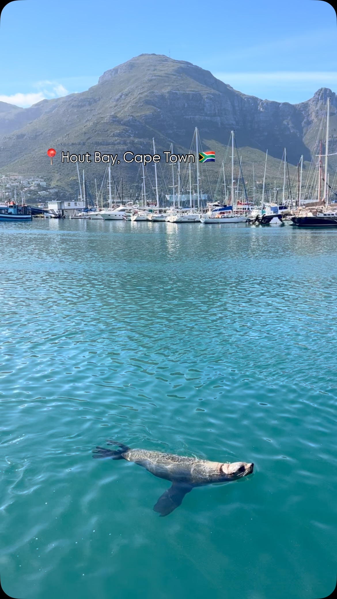 Hout Bay: Where Seals Are Part of the Scenery