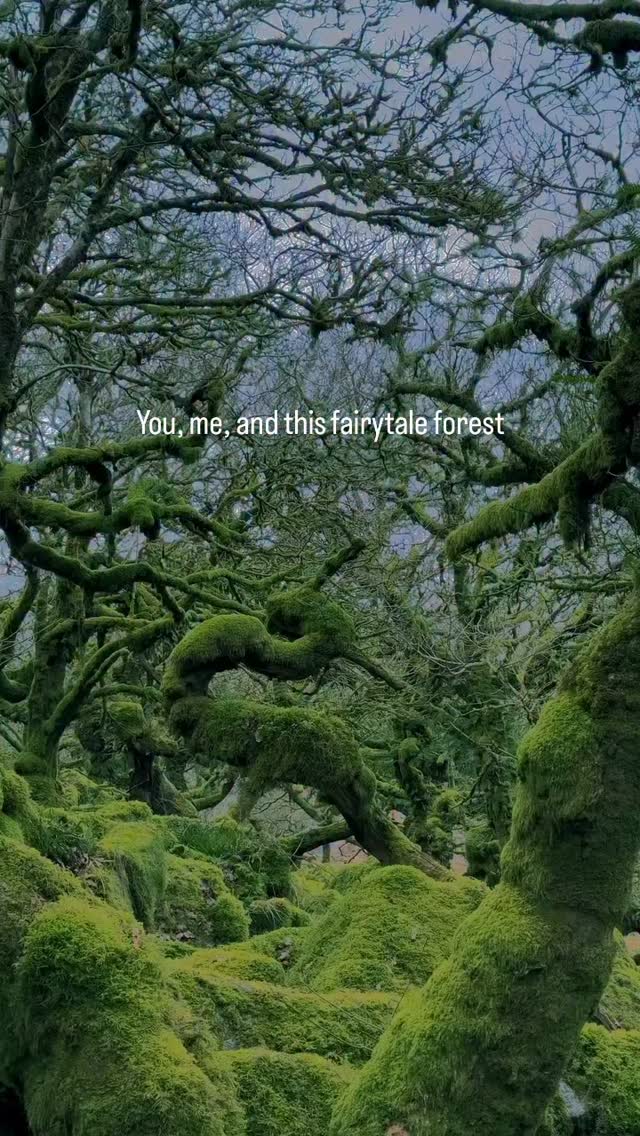 Dartmoor's Enchanting Wistman's Wood