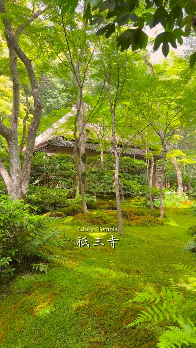 Giōji Temple: Kyoto's Serene Summer Escape
