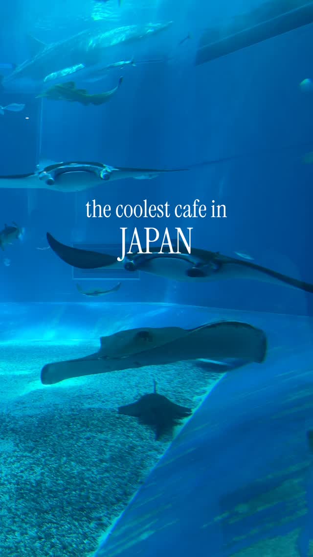 Okinawa Aquarium Cafe Offers Marine Life Dining