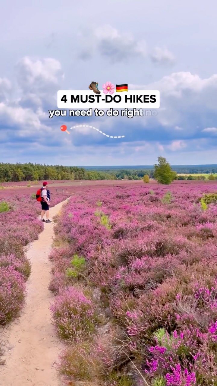 Purple Heathland Hikes In Germany