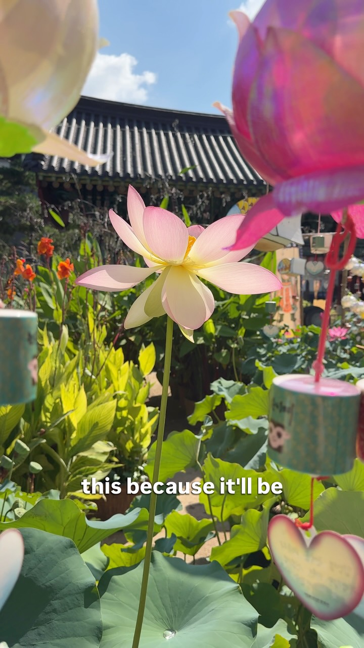 Jogyesa Temple Features Lotus Festival Splendor