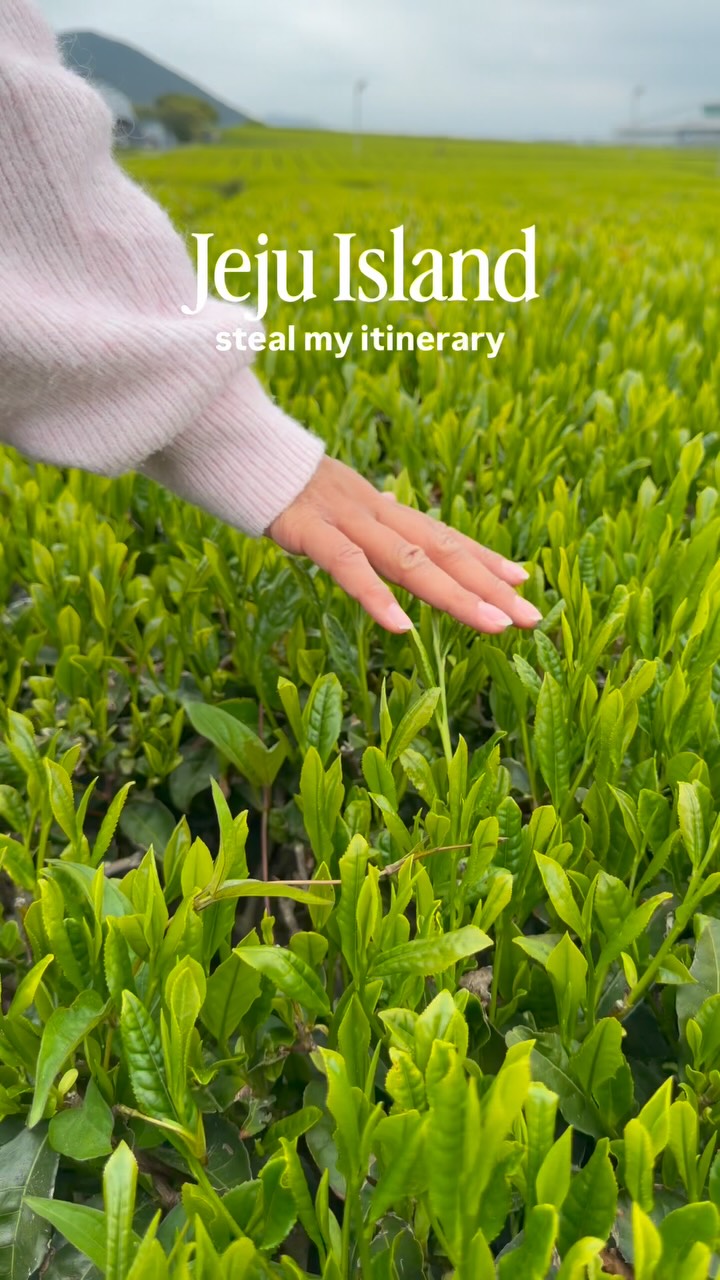 Jeju Island: Tea, Coast, Mountain, and Farm