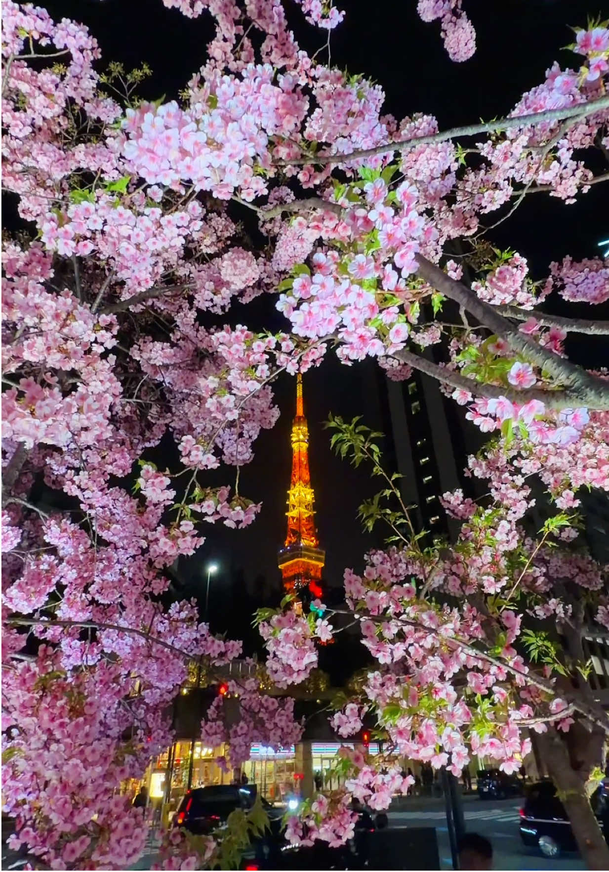 Tokyo's Azabudai Hills Sakura Spot