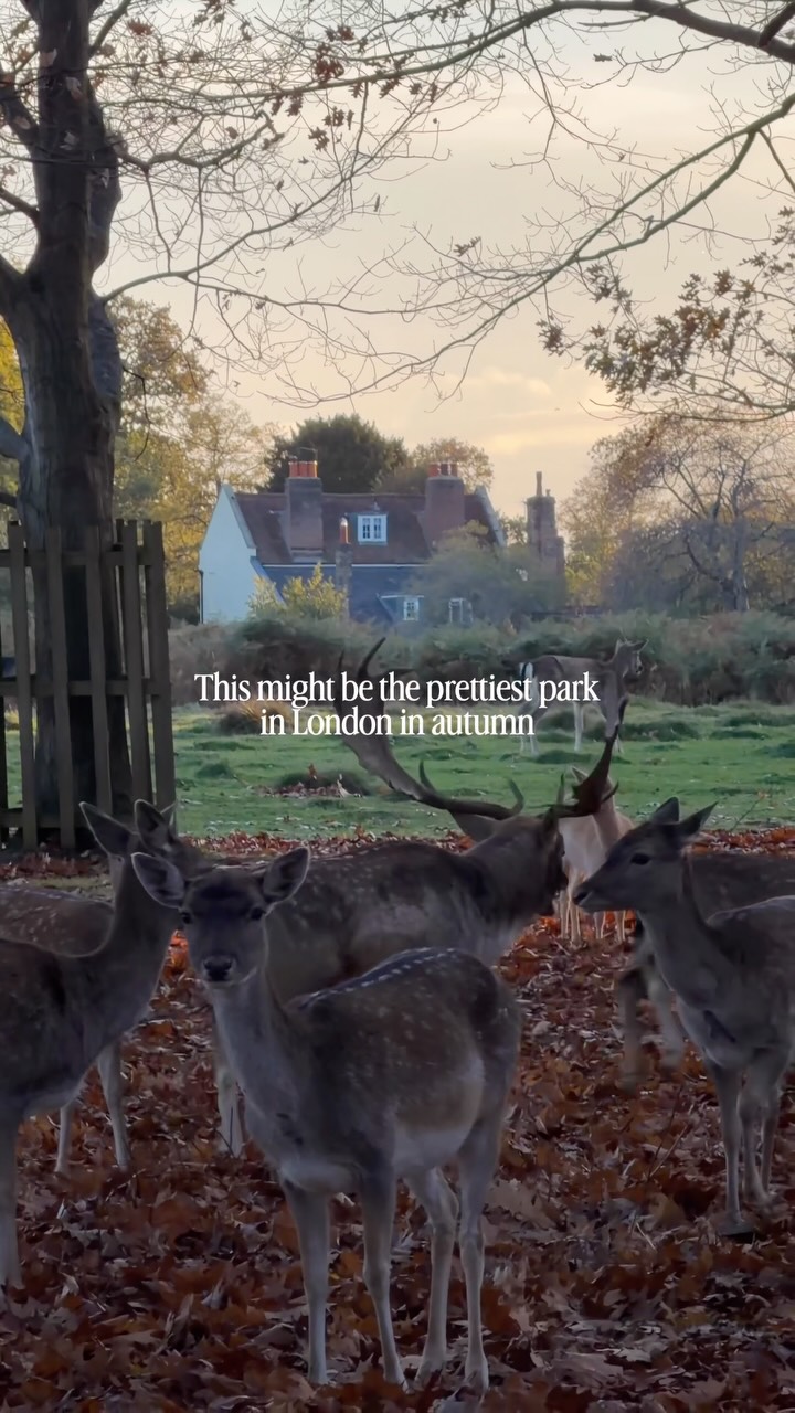 Autumn Beauty In London's Parks
