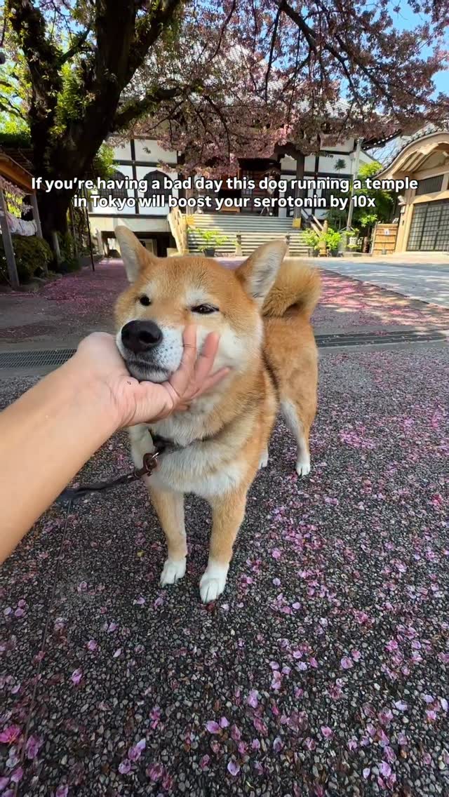 Shiba Inu Temple in Tokyo Offers Cuddles