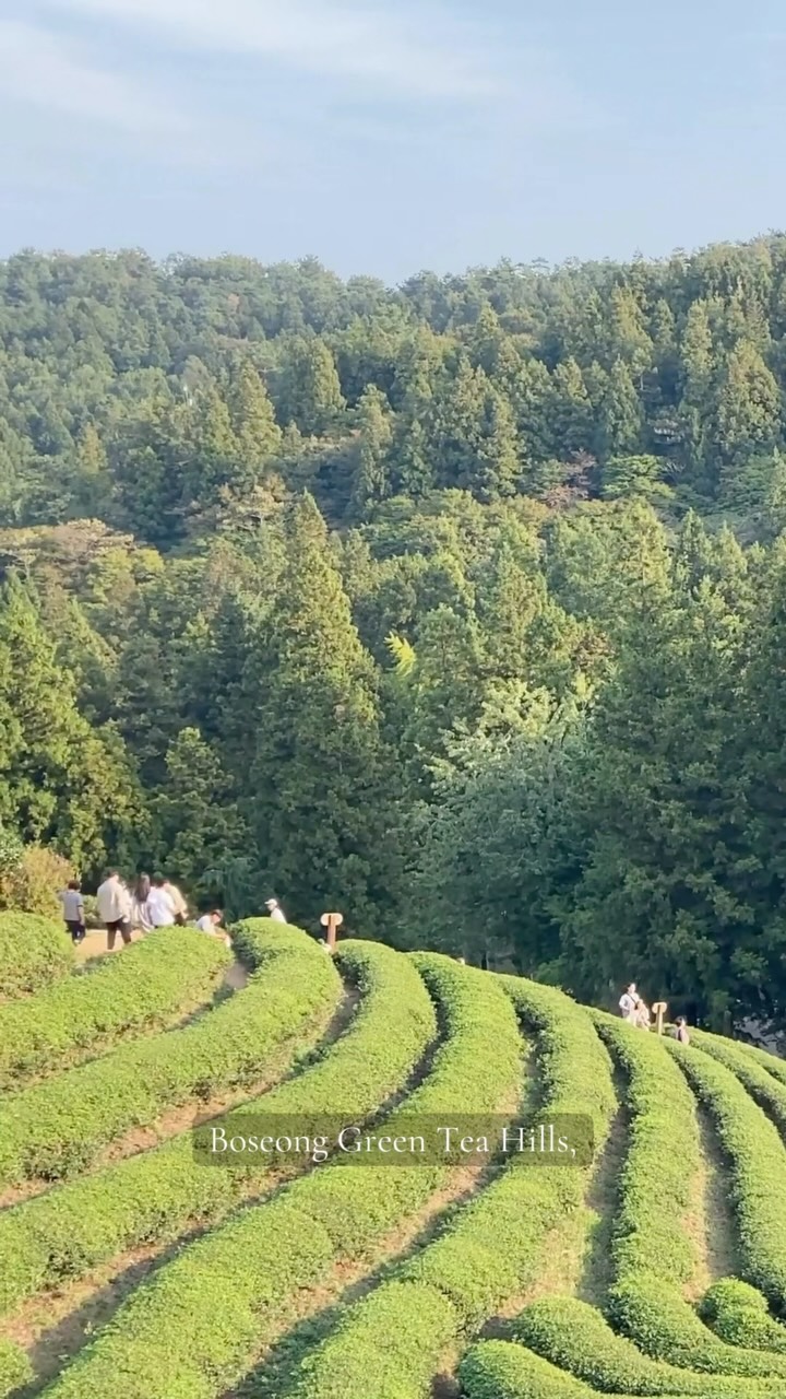 Jeonnam-Gwangju: Nature, Tea Fields, and Design