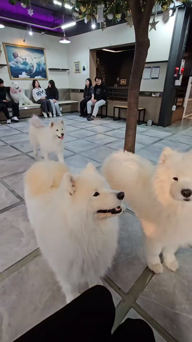 South Korean Cafes Feature Parrots and Samoyed Dogs