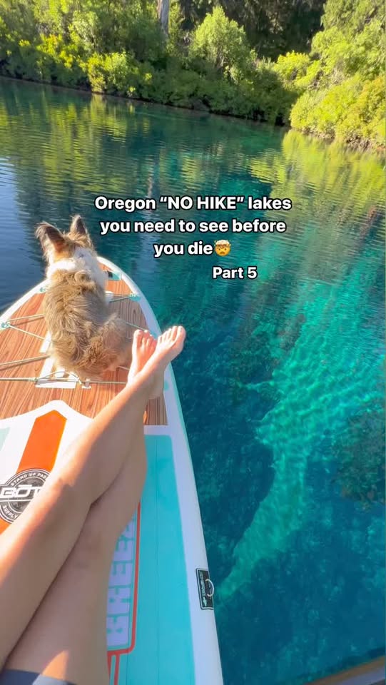 Clear Lake: A Submerged Ancient Forest