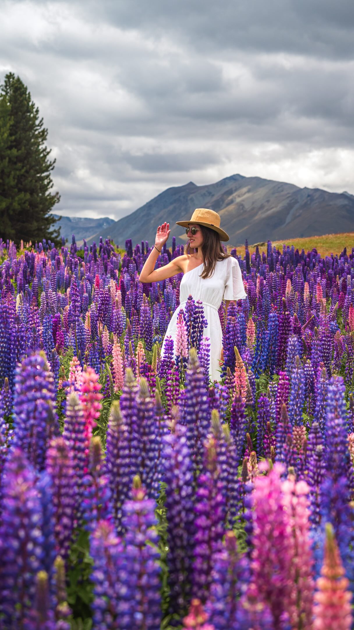 New Zealand Lupin Season Roadtrip Destinations