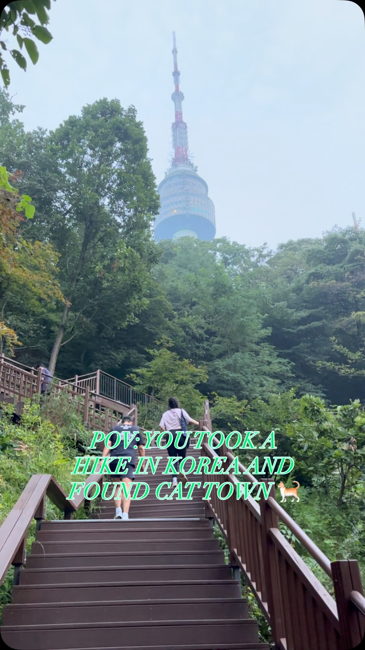 Namsan Tower and Feline Trails