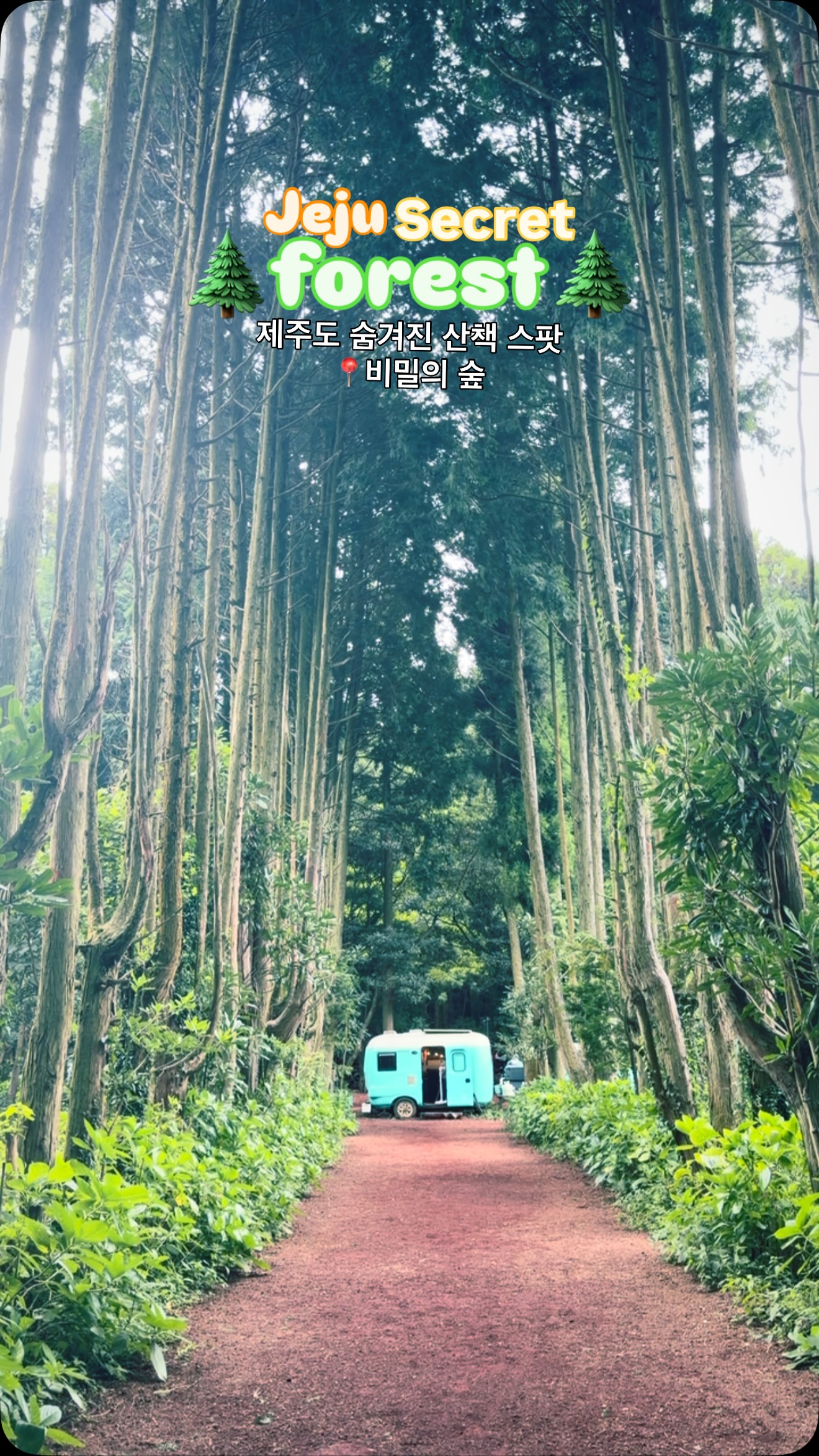 Secret Forest: Jeju's Peaceful Hidden Gem