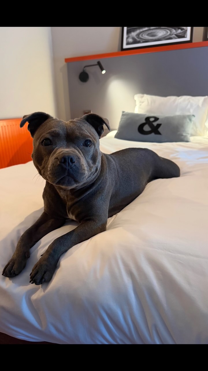 Peak District Dog-Friendly Stays and Hikes