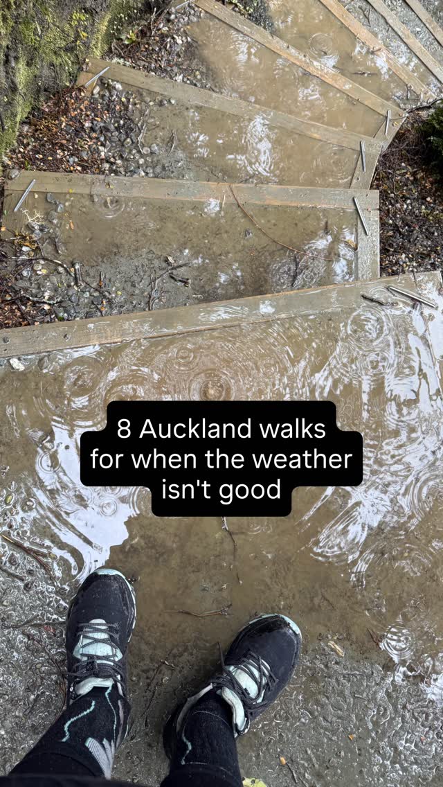 Auckland's Best Dog-Friendly Walks Despite Weather
