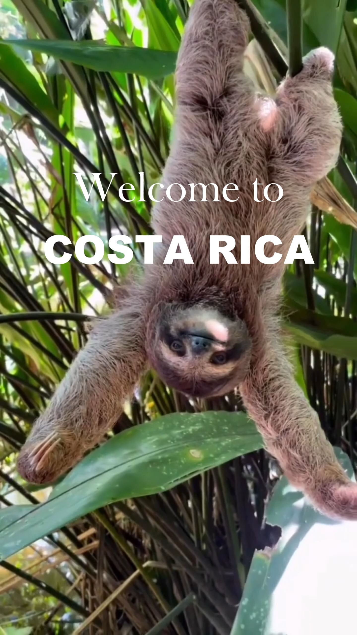 Costa Rican Natural Wonders and Wildlife