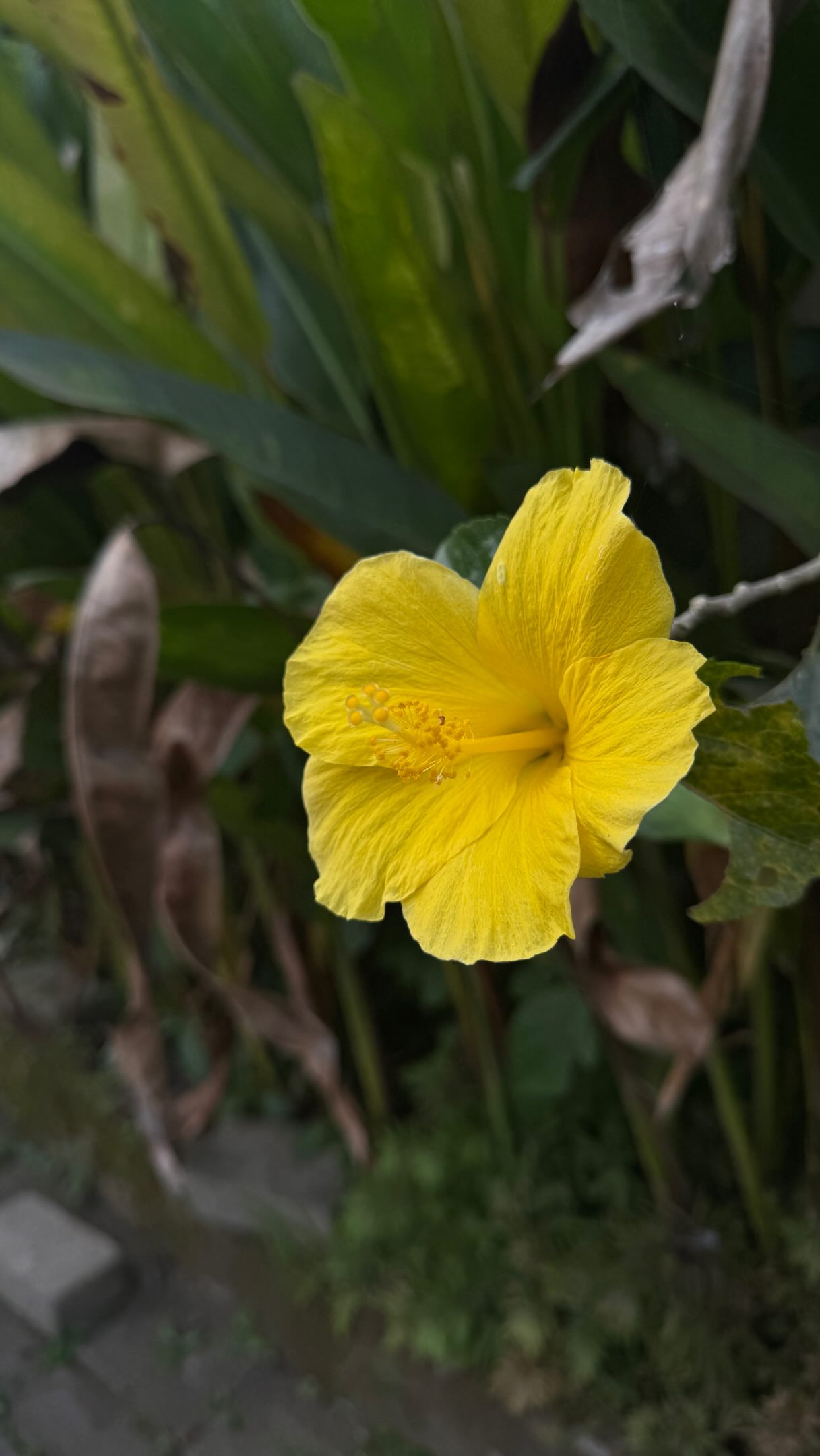 Cafe Lotus: Magical Ubud Breakfast With Temple Views