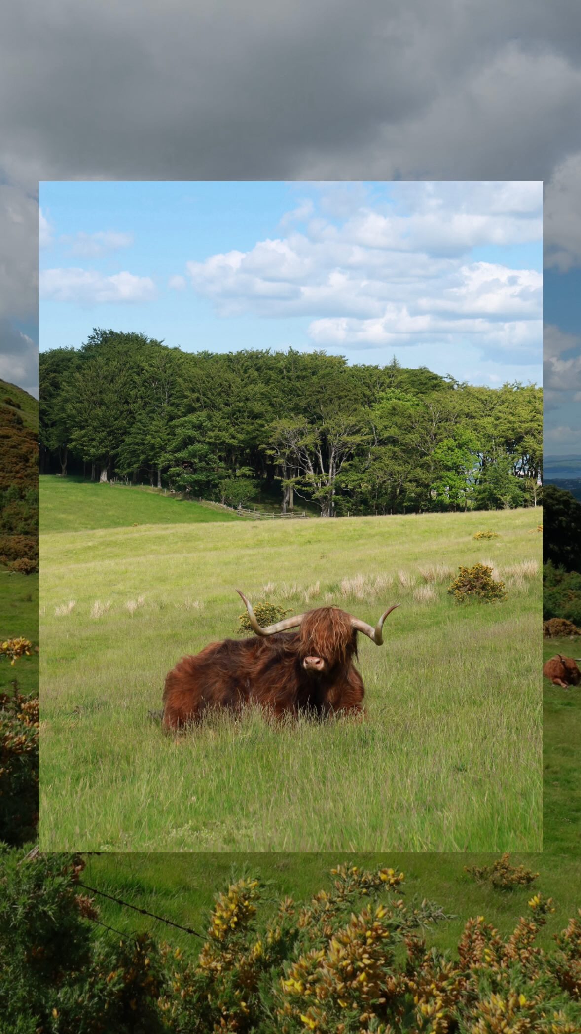Swanston Farm: A Scottish Gem