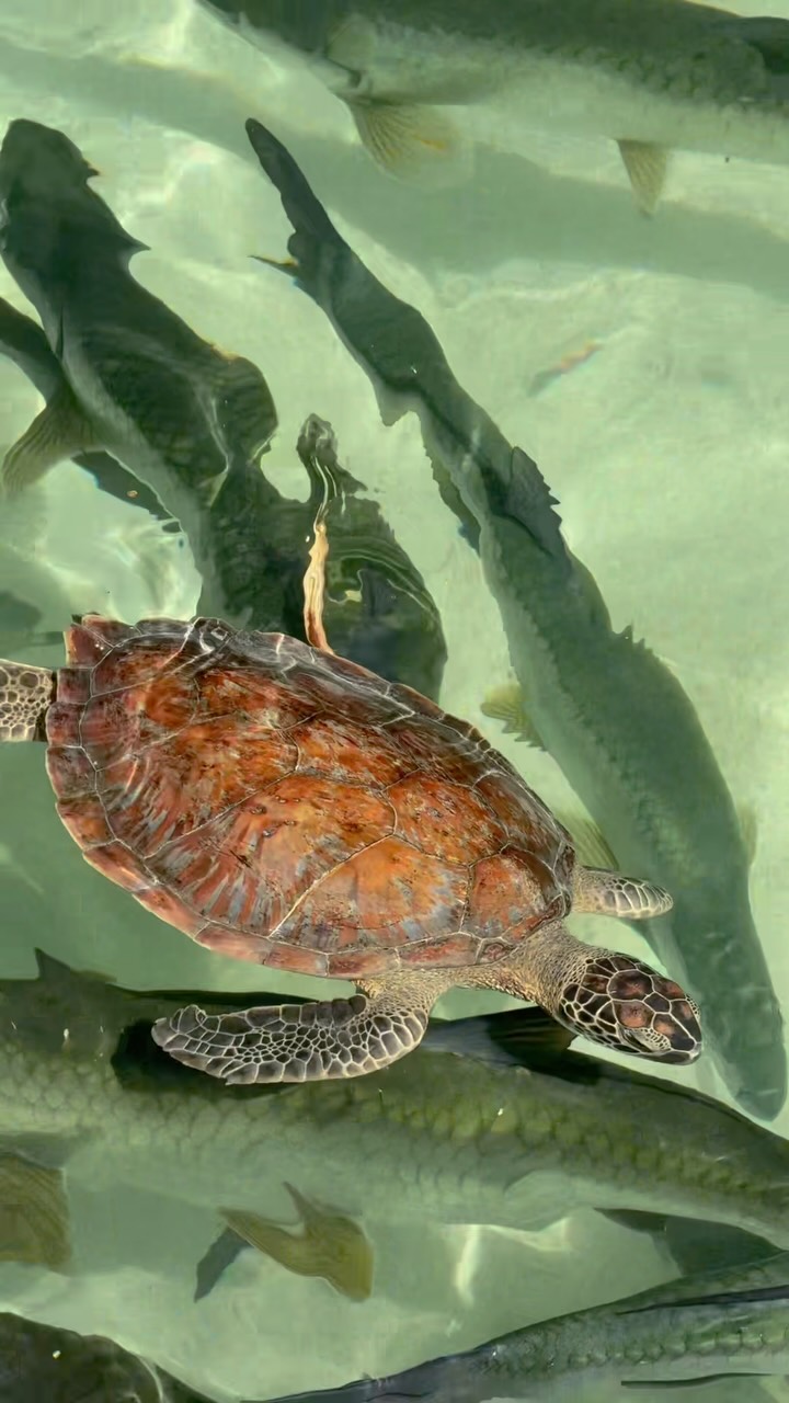 Honduras and Roatan Island Getaways
