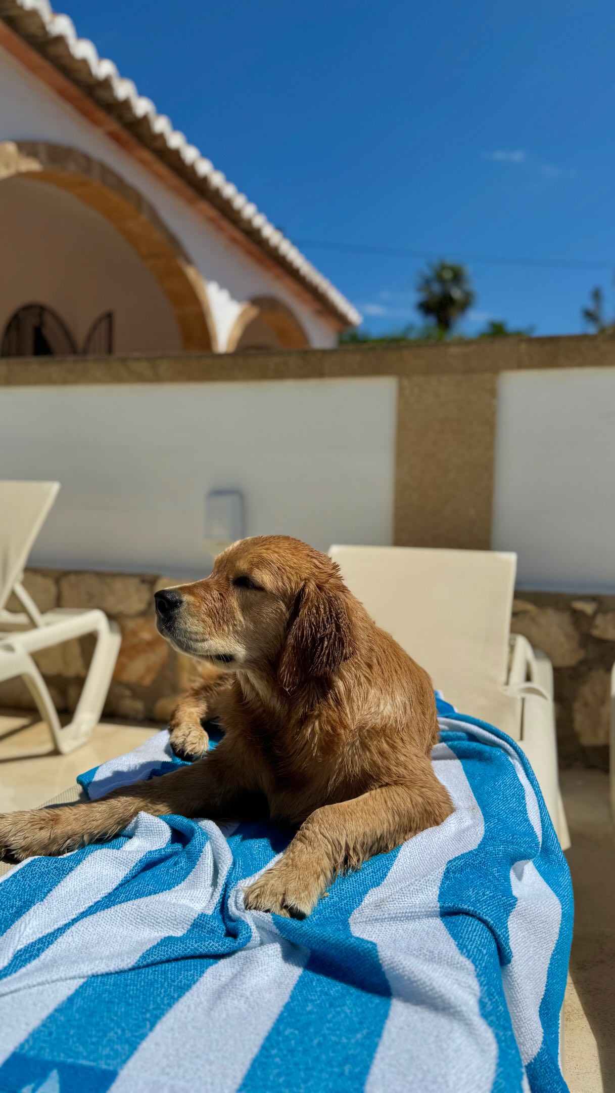 Ferry Travel With Your Dog To Menorca