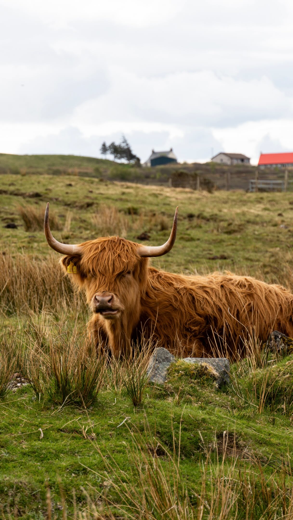 Skye Attractions: Highland Cows and Stunning Scenery