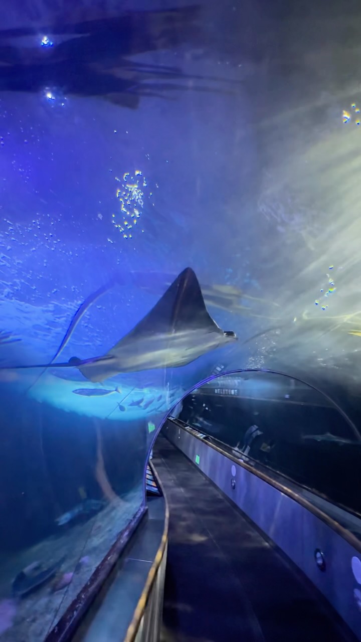 Aquarium of the Bay Near Pier 39