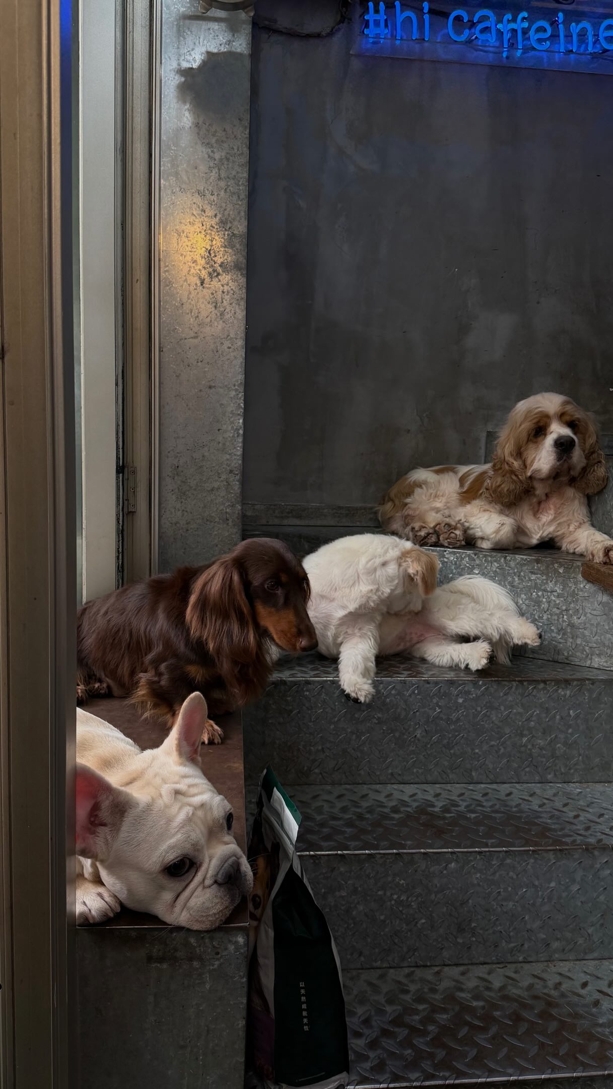 Pet-Friendly Cafe Offers Dog Cuddles