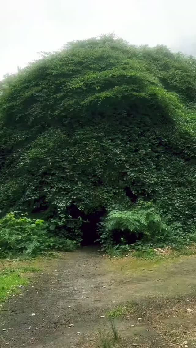 Forest Of Crooked Trees In Poland