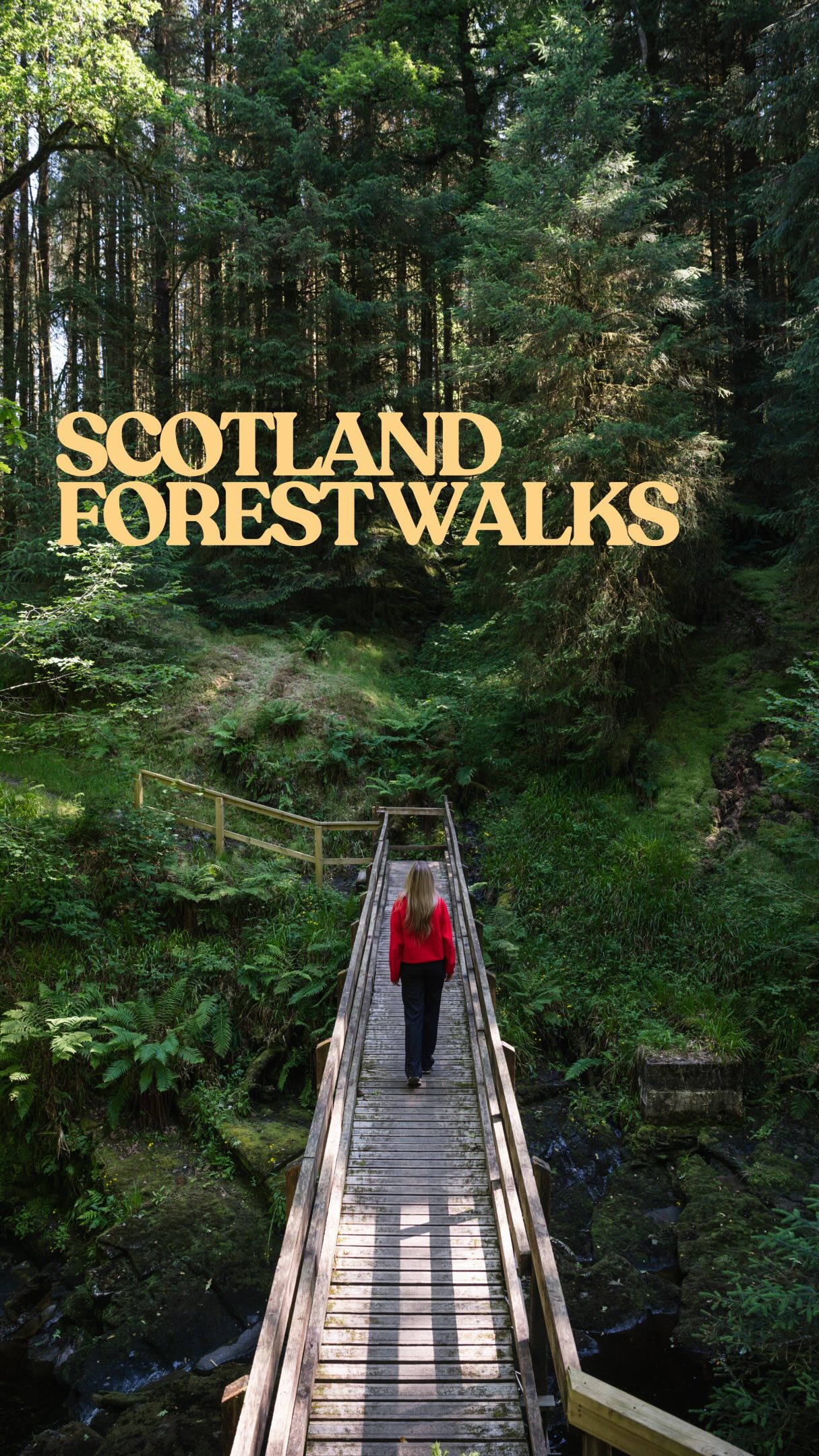 Scotland's Enchanting Forest Walks And Trails
