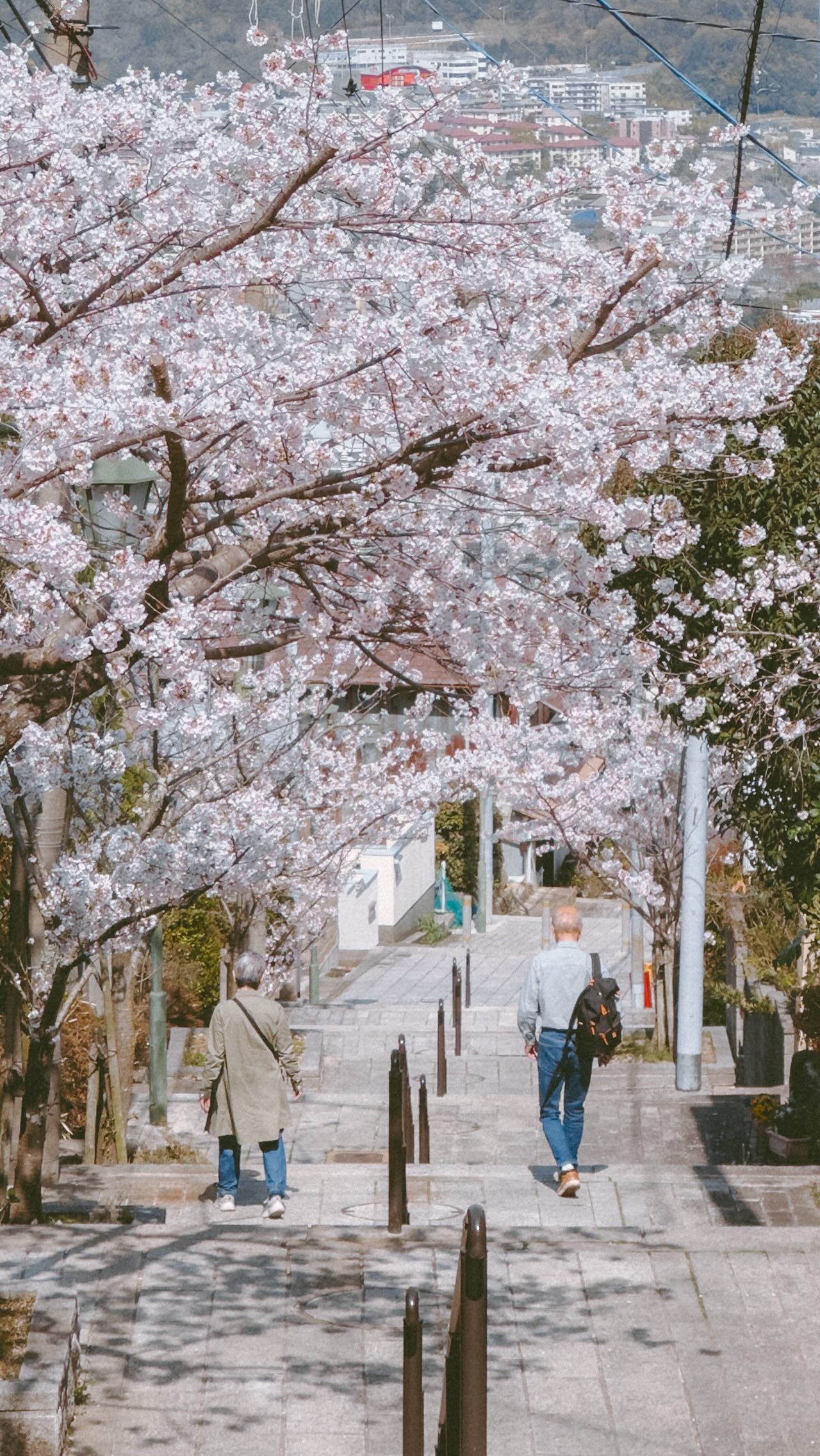 Kyoto Spring Scenes: Parks, Boats, and Scenic Tram Rides