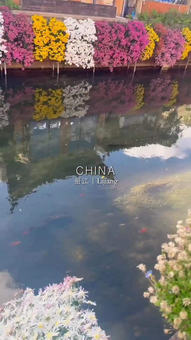 Lijiang Spring: Snow Mountain, Cherry Blossoms