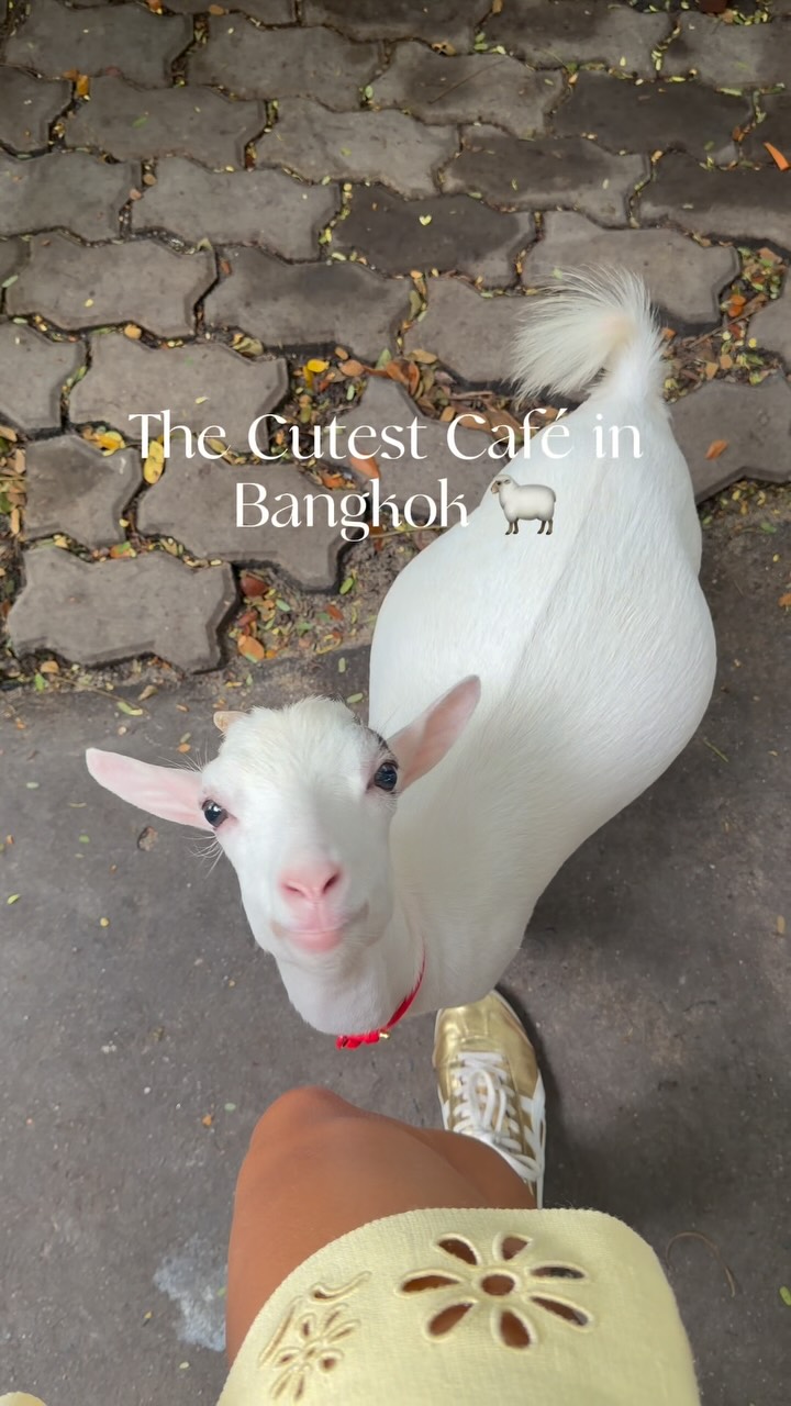 Bangkok Goat Cafe Offers Animal Encounters