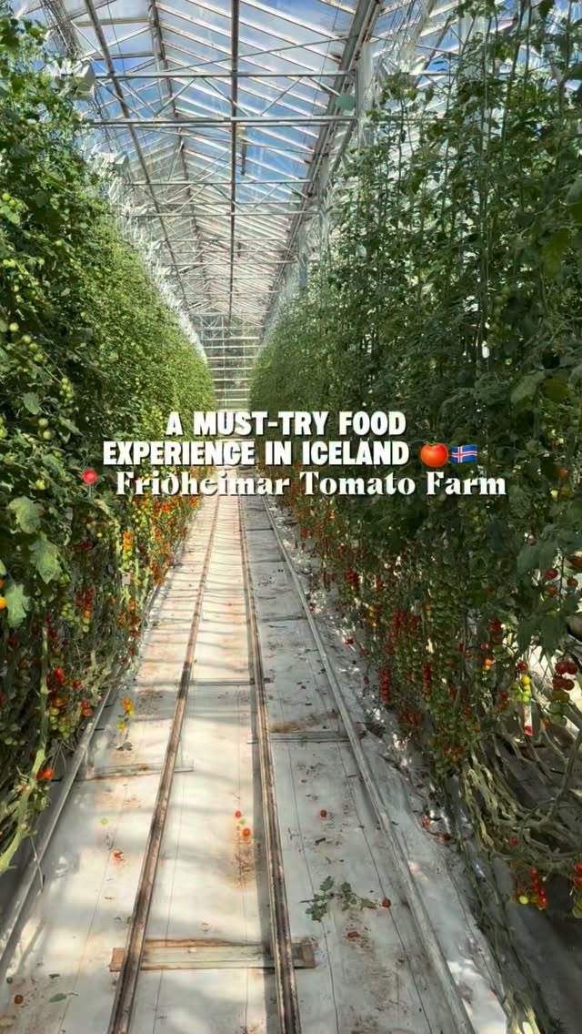 Iceland's Tomato Farm Experience