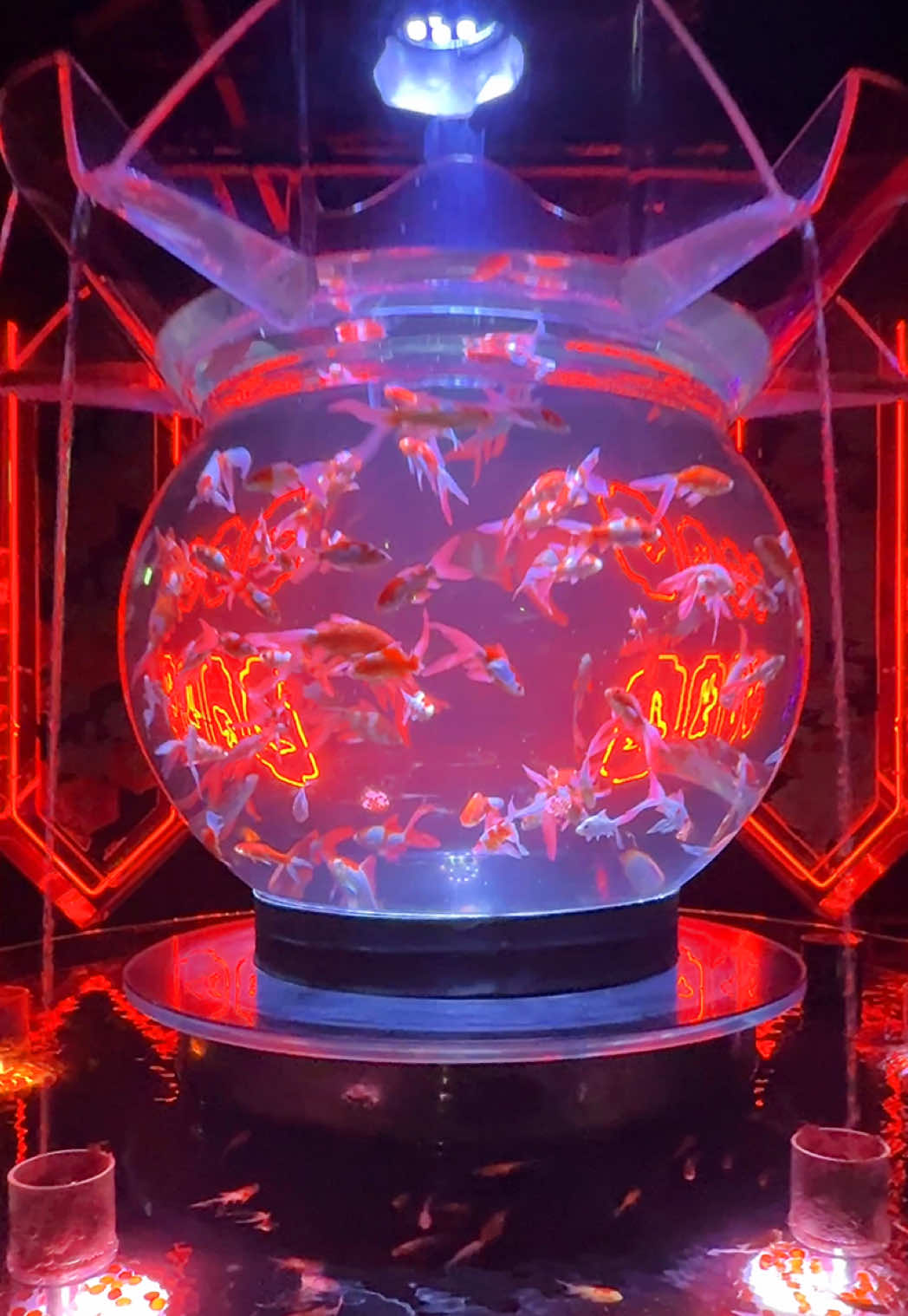 Art Aquarium Museum Features Artistic Fish Displays
