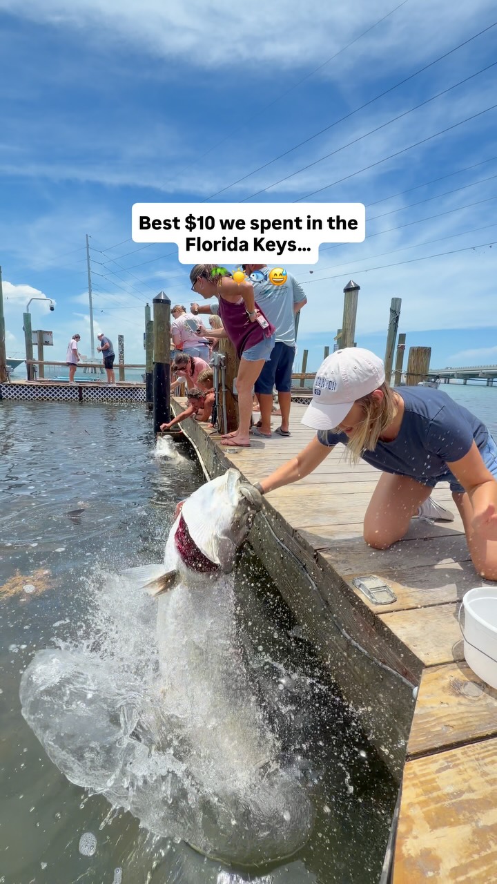 Hand-Feeding Tarpon at Robbie's of Islamorada