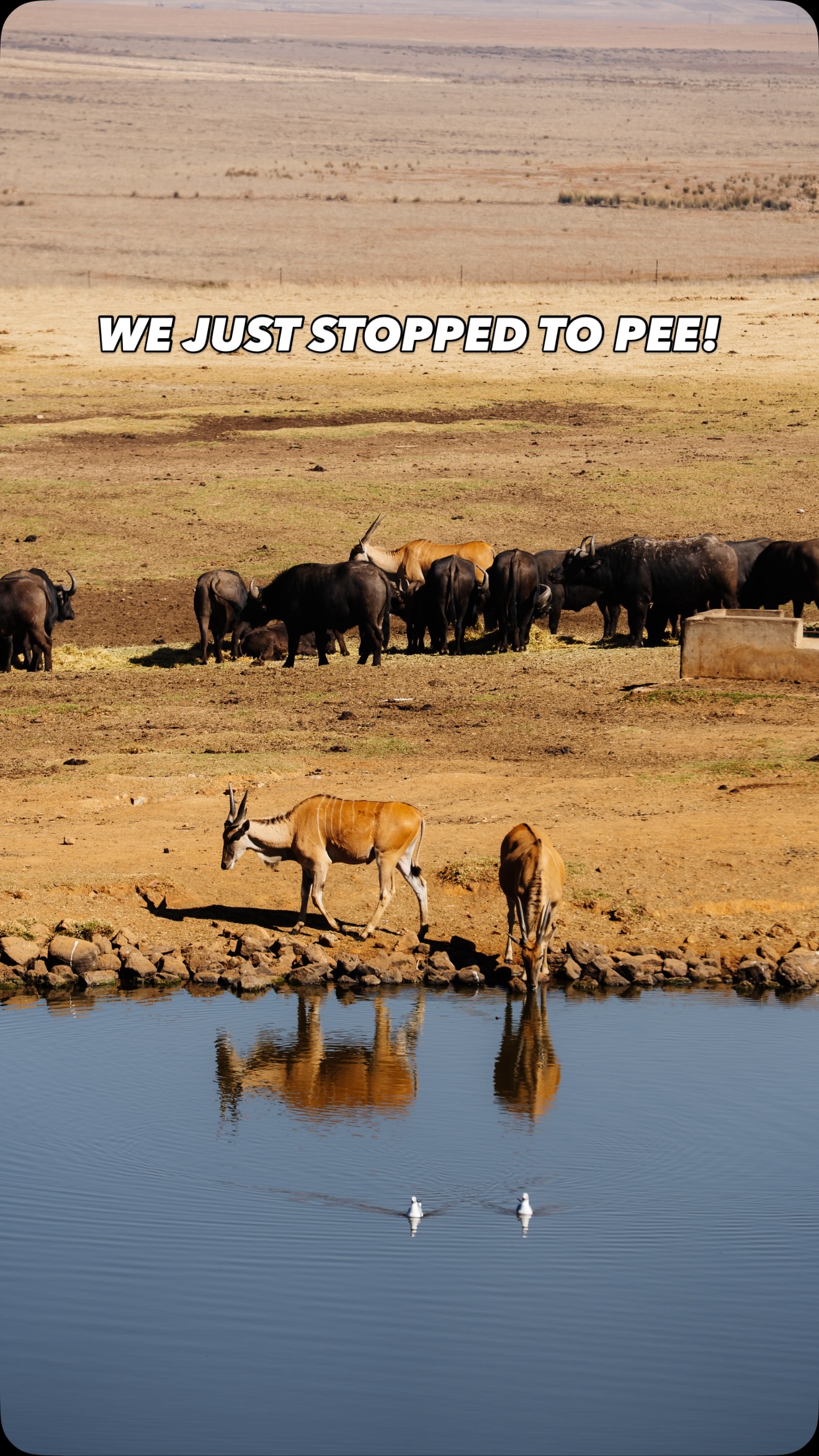 Alzu Petroport Wildlife Viewing Spot